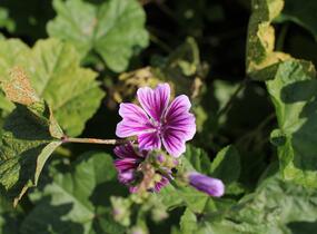 Sléz lesní - Malva sylvestris