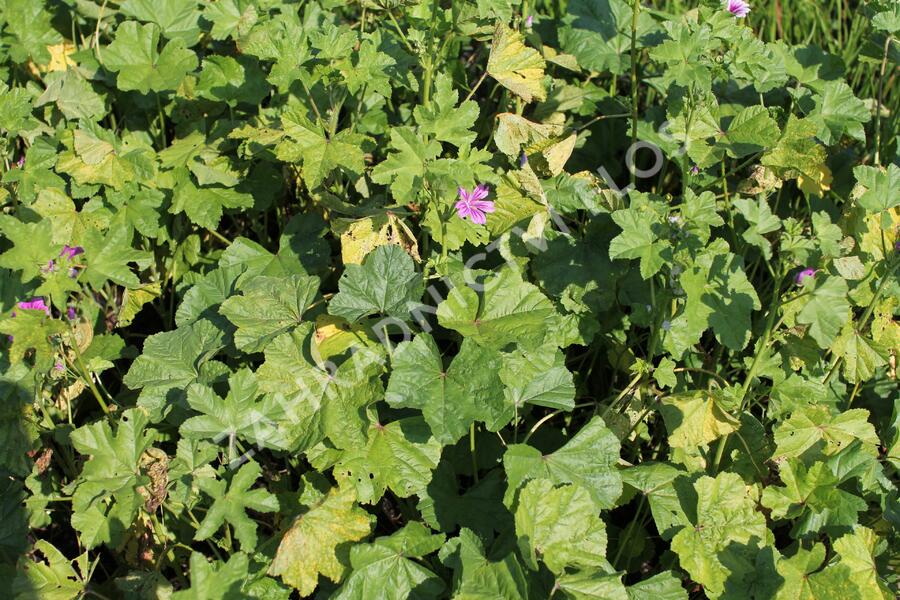 Sléz lesní - Malva sylvestris