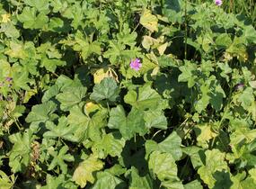 Sléz lesní - Malva sylvestris