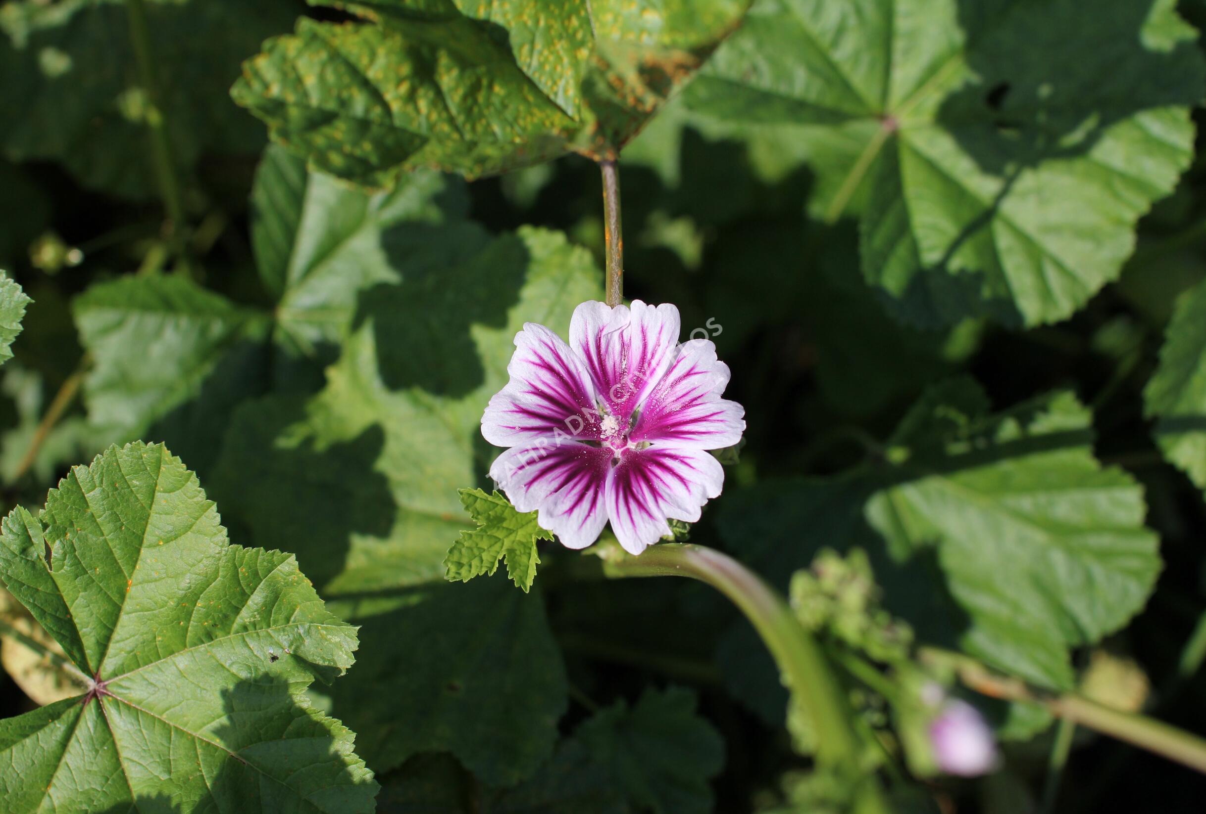Sléz lesní - Malva sylvestris | Zahradnictví FLOS