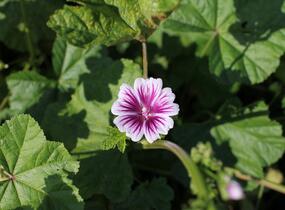 Sléz lesní - Malva sylvestris