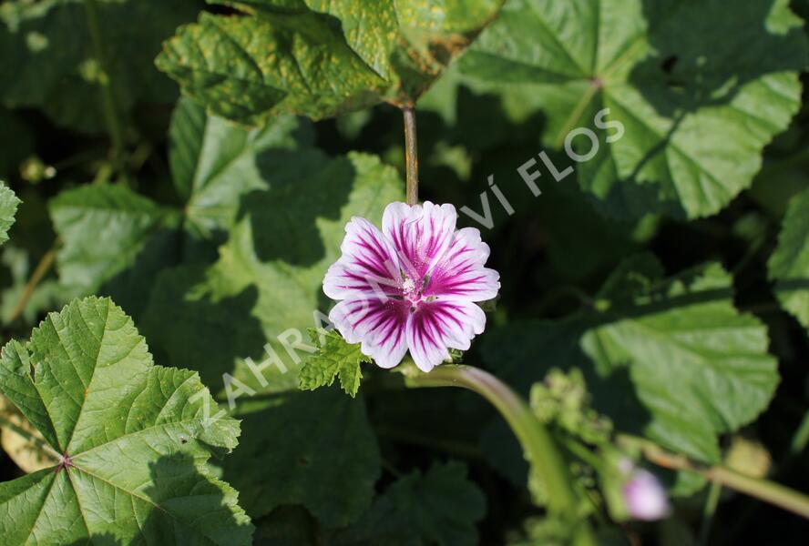 Sléz lesní - Malva sylvestris