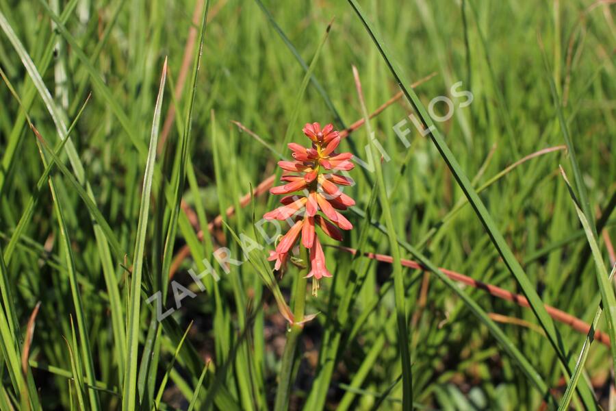Kleopatřina jehla (mnohokvět) 'Popsicle Red Hot' - Kniphofia uvaria 'Popsicle Red Hot'
