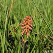 Kleopatřina jehla (mnohokvět) 'Popsicle Red Hot' - Kniphofia uvaria 'Popsicle Red Hot'