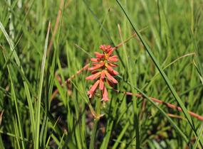 Kleopatřina jehla (mnohokvět) 'Popsicle Red Hot' - Kniphofia uvaria 'Popsicle Red Hot'