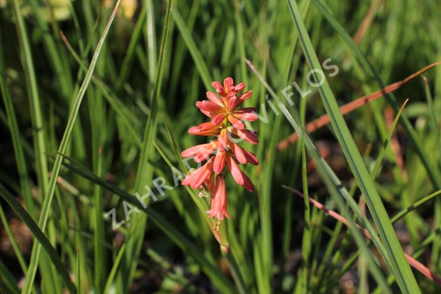 Kleopatřina jehla (mnohokvět) 'Popsicle Red Hot' - Kniphofia uvaria 'Popsicle Red Hot'