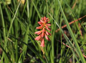 Kleopatřina jehla (mnohokvět) 'Popsicle Red Hot' - Kniphofia uvaria 'Popsicle Red Hot'