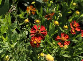 Záplevák podzimní UFO 'Betty' - Helenium 'UFO Betty'