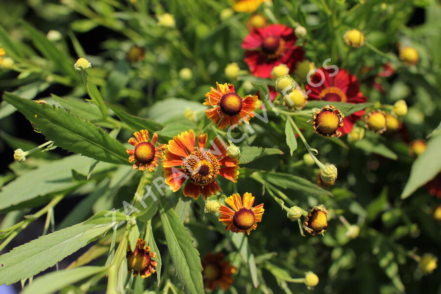 Záplevák podzimní UFO 'Betty' - Helenium 'UFO Betty'