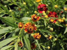 Záplevák podzimní UFO 'Betty' - Helenium 'UFO Betty'