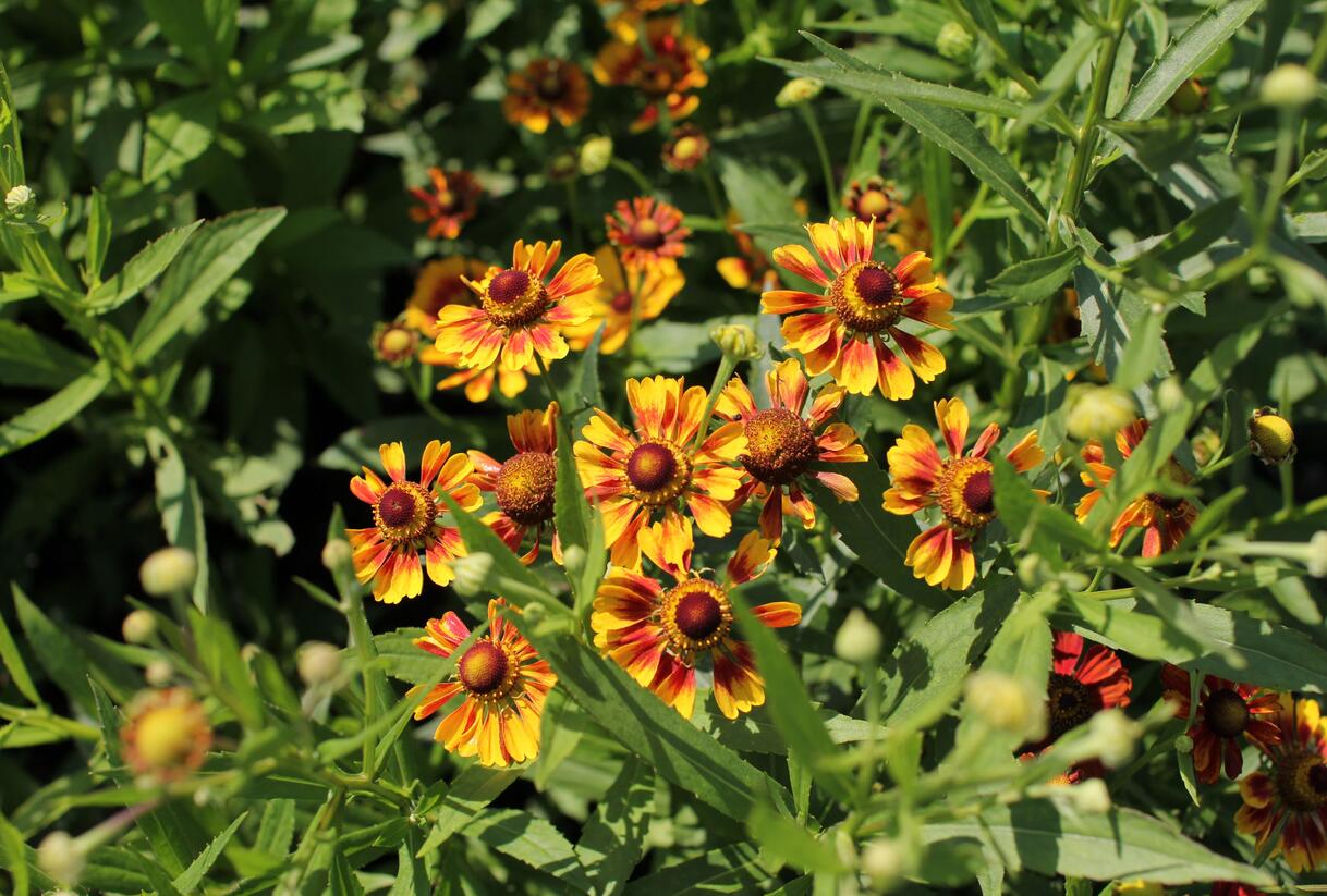 Záplevák podzimní UFO 'Betty' - Helenium 'UFO Betty'