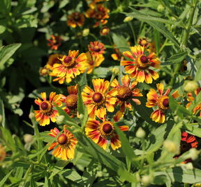 Záplevák podzimní UFO 'Betty' - Helenium 'UFO Betty'