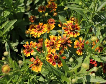 Záplevák podzimní UFO 'Betty'