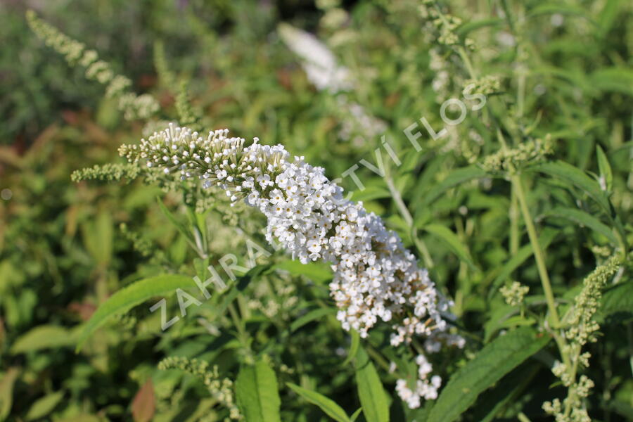 Motýlí keř, Komule Davidova 'White Profusion' - Buddleja davidii 'White Profusion'