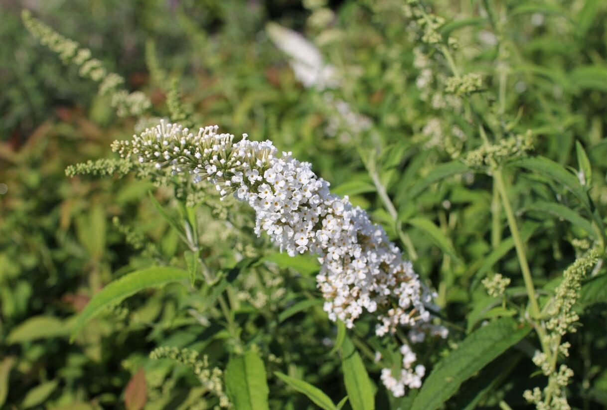 Motýlí keř, Komule Davidova 'White Profusion' - Buddleja davidii 'White Profusion'