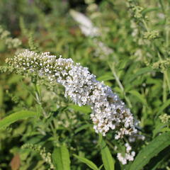 Motýlí keř, Komule Davidova 'White Profusion' - Buddleja davidii 'White Profusion'