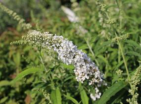 Motýlí keř, Komule Davidova 'White Profusion' - Buddleja davidii 'White Profusion'