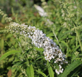 Motýlí keř, Komule Davidova 'White Profusion' - Buddleja davidii 'White Profusion'