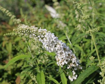 Motýlí keř, Komule Davidova 'White Profusion'