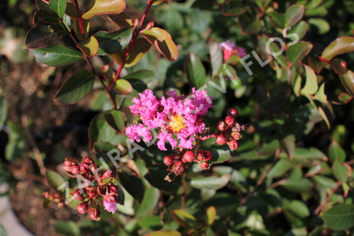 Pukol indický, krepová myrta 'Petite Pink' - Lagerstroemia indica 'Petite Pink'