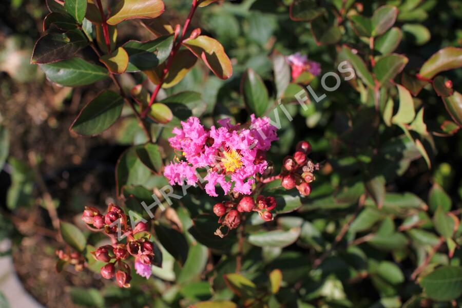 Pukol indický, krepová myrta 'Petite Pink' - Lagerstroemia indica 'Petite Pink'