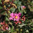 Pukol indický, krepová myrta 'Petite Pink' - Lagerstroemia indica 'Petite Pink'