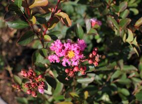Pukol indický, krepová myrta 'Petite Pink' - Lagerstroemia indica 'Petite Pink'