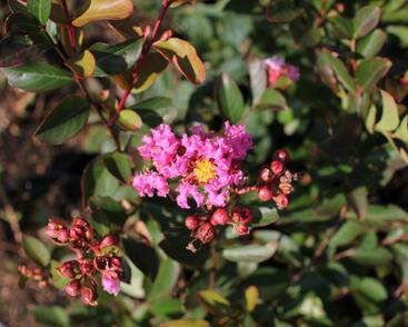 Pukol indický, krepová myrta 'Petite Pink'