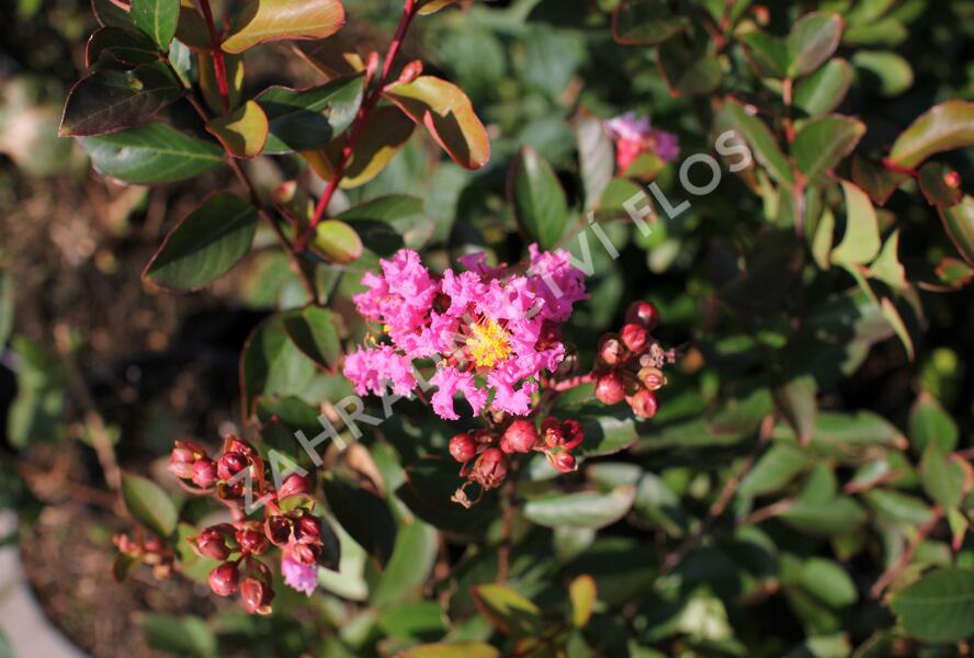 Pukol indický, krepová myrta 'Petite Pink' - Lagerstroemia indica 'Petite Pink'
