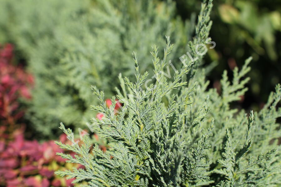 Cypřišek nutkajský 'Glauca' - Chamaecyparis nootkatensis 'Glauca'