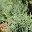 Cypřišek nutkajský 'Glauca' - Chamaecyparis nootkatensis 'Glauca'
