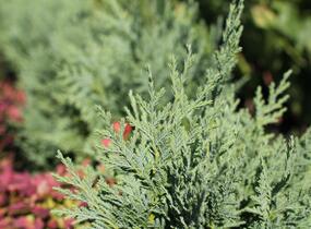 Cypřišek nutkajský 'Glauca' - Chamaecyparis nootkatensis 'Glauca'