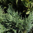 Cypřišek nutkajský 'Glauca' - Chamaecyparis nootkatensis 'Glauca'