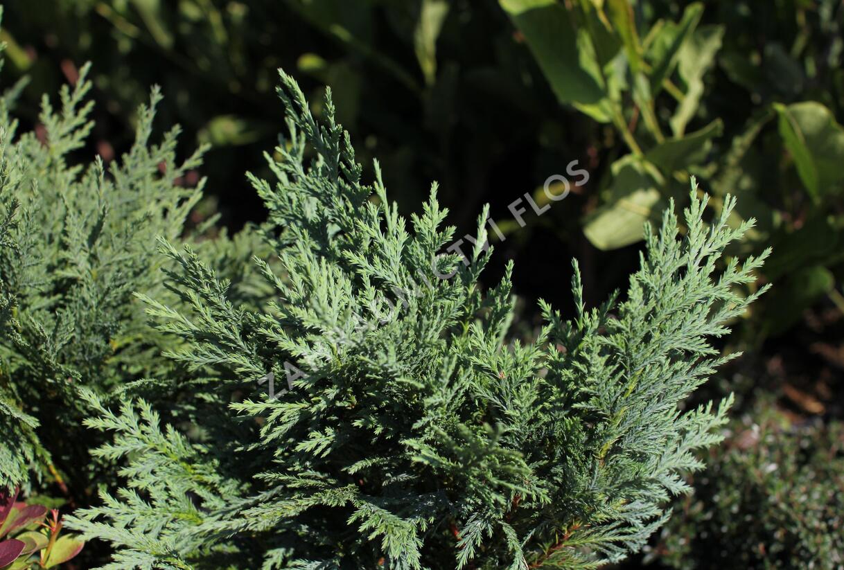 Cypřišek nutkajský 'Glauca' - Chamaecyparis nootkatensis 'Glauca'