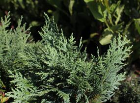 Cypřišek nutkajský 'Glauca' - Chamaecyparis nootkatensis 'Glauca'