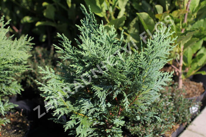 Cypřišek nutkajský 'Glauca' - Chamaecyparis nootkatensis 'Glauca'