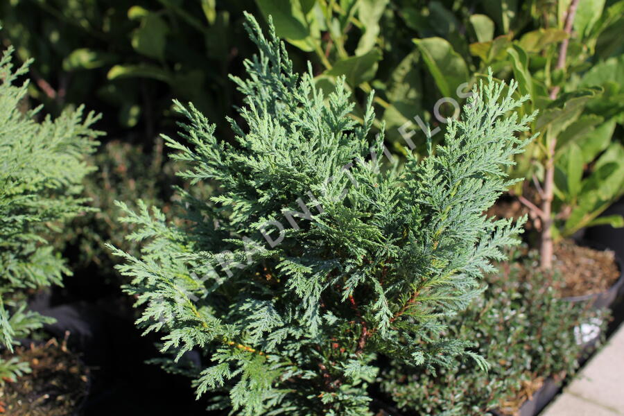 Cypřišek nutkajský 'Glauca' - Chamaecyparis nootkatensis 'Glauca'