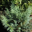 Cypřišek nutkajský 'Glauca' - Chamaecyparis nootkatensis 'Glauca'