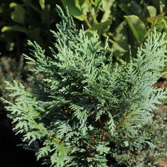 Cypřišek nutkajský 'Glauca' - Chamaecyparis nootkatensis 'Glauca'