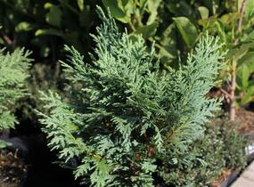 Cypřišek nutkajský 'Glauca' - Chamaecyparis nootkatensis 'Glauca'