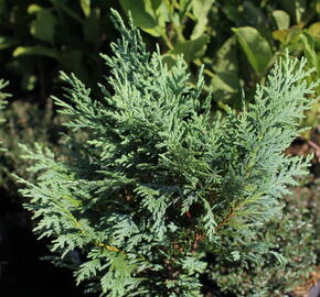 Cypřišek nutkajský 'Glauca' - Chamaecyparis nootkatensis 'Glauca'