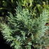 Chamaecyparis nootkatensis 'Glauca'.JPG