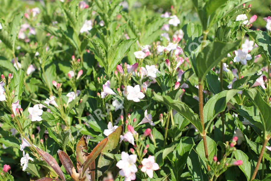 Vajgélie květnatá 'Boskoop Glory' - Weigela florida 'Boskoop Glory'