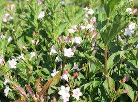 Vajgélie květnatá 'Boskoop Glory' - Weigela florida 'Boskoop Glory'