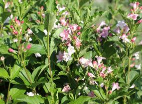 Vajgélie květnatá 'Boskoop Glory' - Weigela florida 'Boskoop Glory'