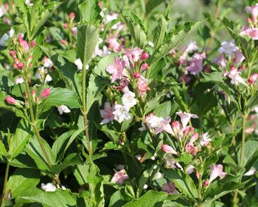 Vajgélie květnatá 'Boskoop Glory'