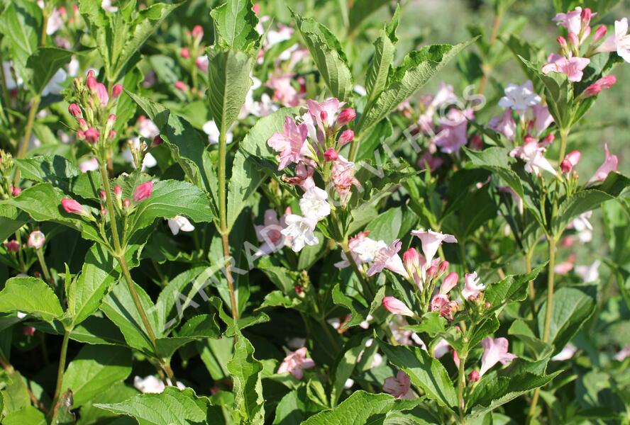 Vajgélie květnatá 'Boskoop Glory' - Weigela florida 'Boskoop Glory'