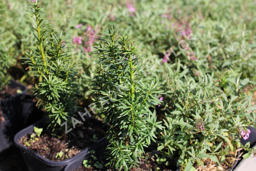 Tis prostřední 'Wojtek' - Taxus media 'Wojtek'