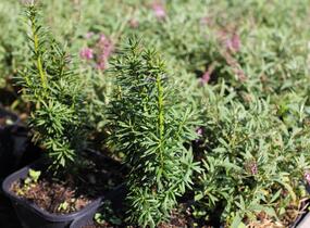 Tis prostřední 'Wojtek' - Taxus media 'Wojtek'