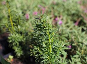 Tis prostřední 'Wojtek' - Taxus media 'Wojtek'